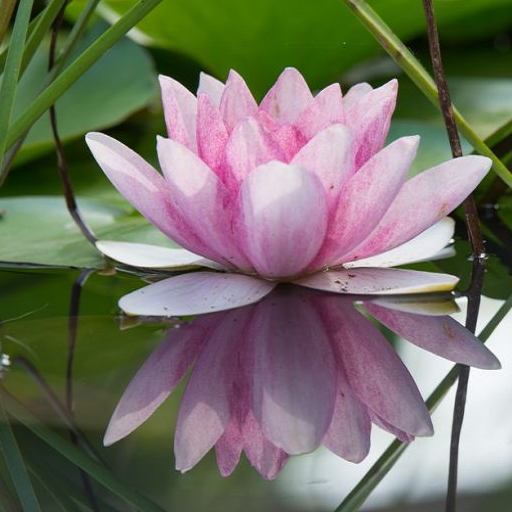 Parfum  fragrance extrait de parfum fleur de lotus Au pays des senteurs
